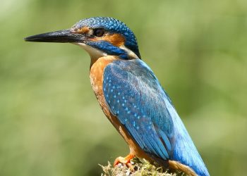 Alcedo_atthis_-England-8_(cropped)