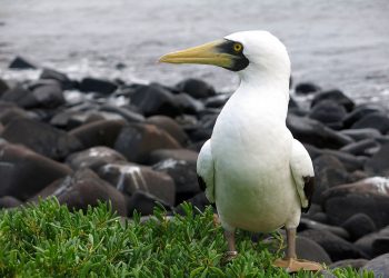 Atobá