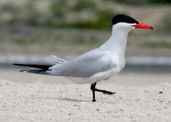 Caspian_Tern_(Hydroprogne_caspia)_RWD