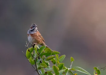 Chestnut-eared-Bunting2-jpg