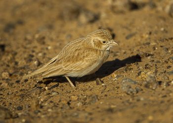 Desert_Lark_-_Marocco_07_3548_(16761239189)