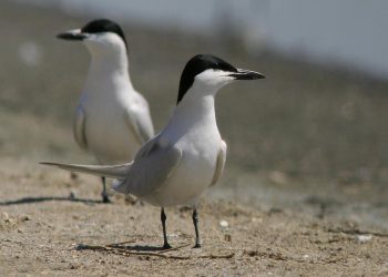 Gelochelidon_nilotica_vanrossemi