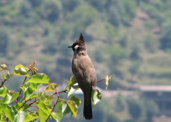 Himalayan_bulbul