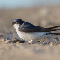 Mehlschwalbe_Delichon_urbicum