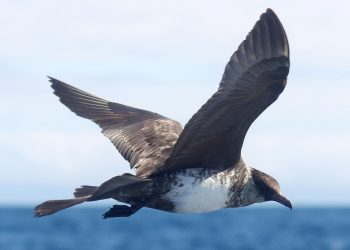 Pomarine_jaeger_reesman_odfw_(15595055626)