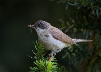 Sylvia_curruca_1_(Martin_Mecnarowski)