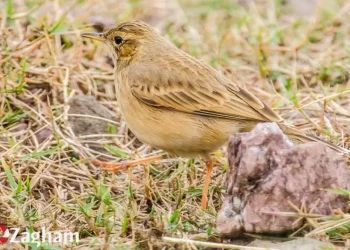 Tawny-Pipit1-jpg