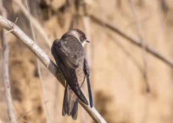 hirondelle-de-rivage-riparia-riparia-barn-swallow-schlucken-1